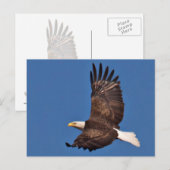 Bald Eagle Soaring Briefkaart (Voorkant / Achterkant)