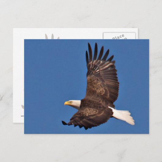 Bald Eagle Soaring Briefkaart (Voorkant / Achterkant)