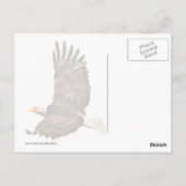Bald Eagle Soaring Briefkaart (Achterkant)