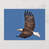 Bald Eagle Soaring Briefkaart (Voorkant)