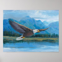 Bald Eagle Soaring