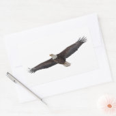 Bald Eagle Soaring Rechthoekige Sticker (Envelop)