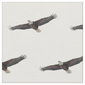 Bald Eagle Soaring Stof (Close Up)