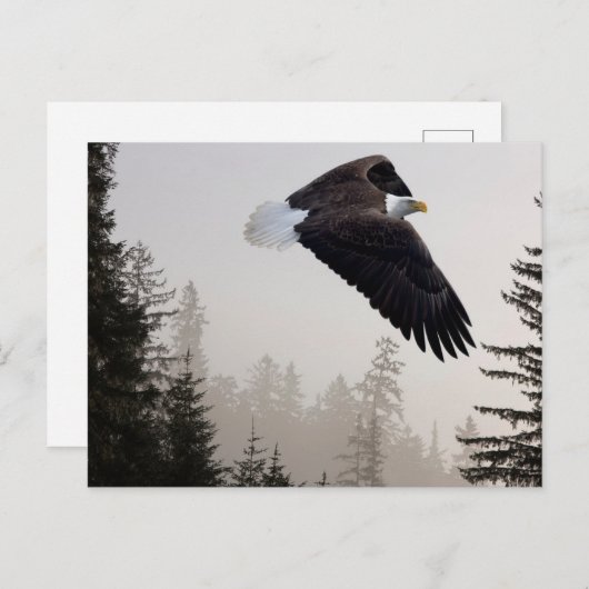 Bald Eagle Soaring Through Mist Briefkaart (Voorkant / Achterkant)