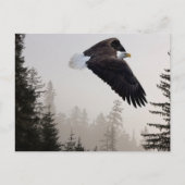 Bald Eagle Soaring Through Mist Briefkaart (Voorkant)