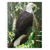 Bald Eagle Spiral Photo Notitieboek (Voorkant)