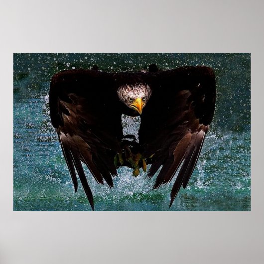 Bald Eagle splash poster (Voorkant)