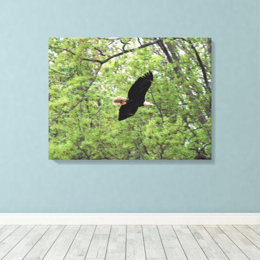 Bald Eagle Spring Flight Canvas Afdruk (Insitu (Houten vloer))