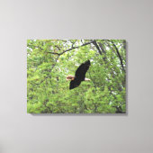 Bald Eagle Spring Flight Canvas Afdruk (Voorkant)