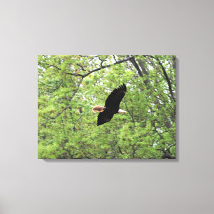 Bald Eagle Spring Flight Canvas Afdruk