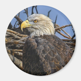 Bald Eagle Spring Nest Magnet