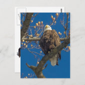 Bald Eagle Staredown Briefkaart (Voorkant / Achterkant)