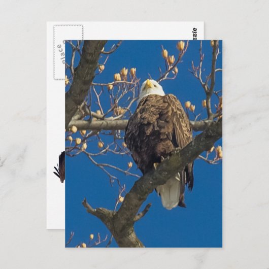 Bald Eagle Staredown Briefkaart (Voorkant / Achterkant)