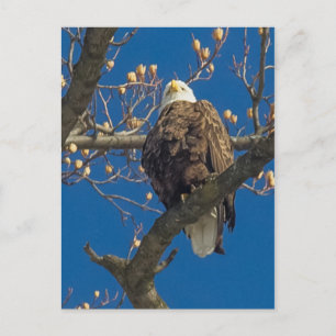 Bald Eagle Staredown Briefkaart