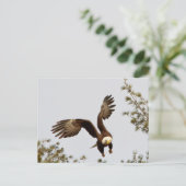 Bald Eagle start Briefkaart (Staand voorkant)
