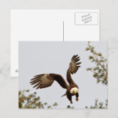 Bald Eagle start Briefkaart (Voorkant / Achterkant)