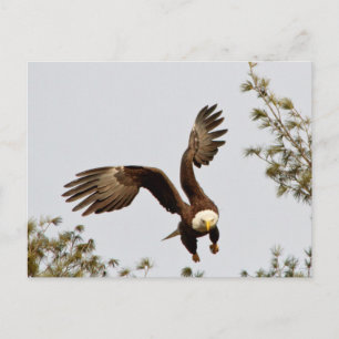Bald Eagle start Briefkaart