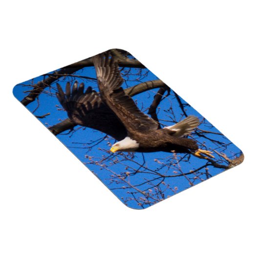 Bald Eagle-start Magneet (Rechterzijde)