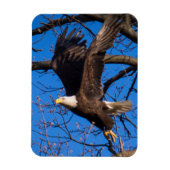 Bald Eagle-start Magneet (Verticaal)
