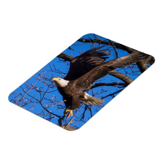 Bald Eagle-start Magneet (Linkerzijde)