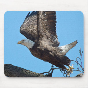 Bald Eagle start op Muismat