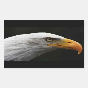 Bald Eagle stcn Rechthoekige Sticker