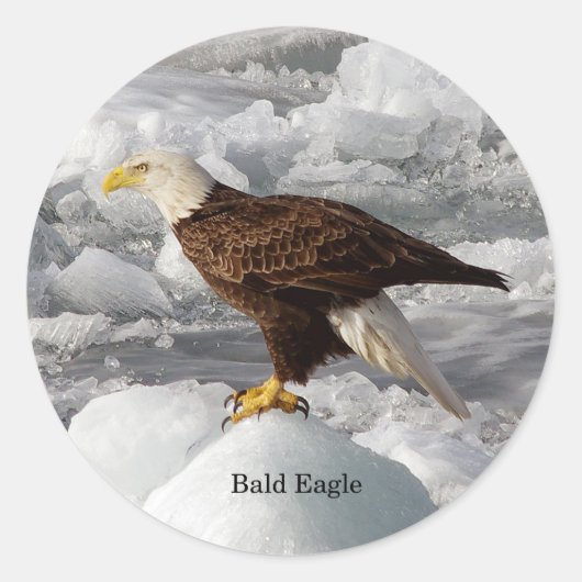 Bald Eagle sticker (Voorkant)