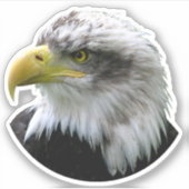 Bald Eagle Sticker (Voorkant)
