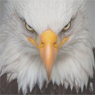 Bald Eagle Sticker