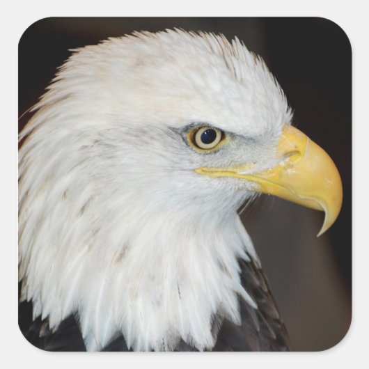 Bald Eagle Stickers (Voorkant)