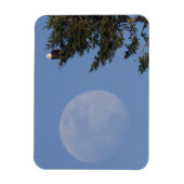 Bald Eagle | Stijgende volle maan Magneet (Verticaal)