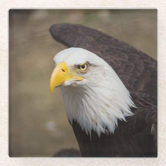 Bald Eagle Strength – Bold Coaster Set Glazen Onderzetter (Voorkant)