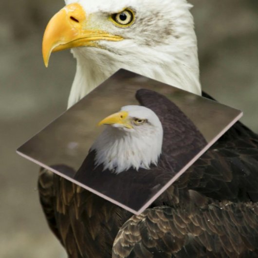 Bald Eagle Strength – Decorative Ceramic Tile Tegeltje