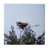 Bald Eagle Tegeltje (Voorkant)