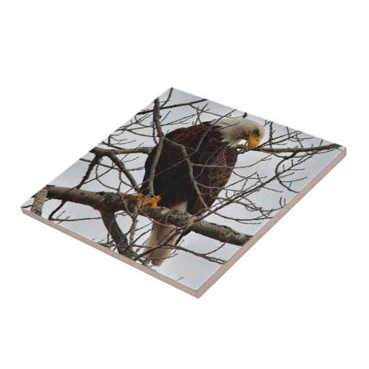 Bald Eagle Tegeltje (Zijkant)