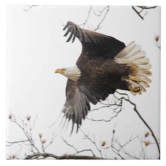 Bald Eagle Tegeltje (Voorkant)