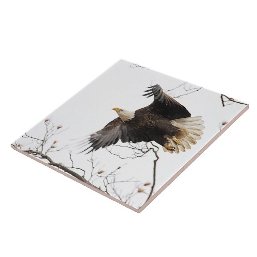 Bald Eagle Tegeltje (Zijkant)