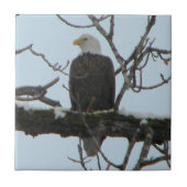 Bald Eagle Tegeltje (Voorkant)