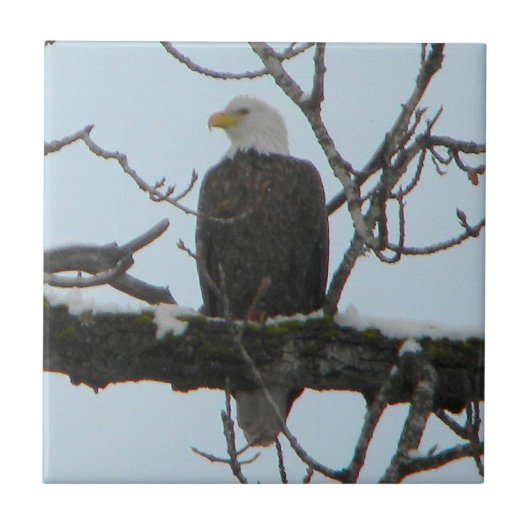 Bald Eagle Tegeltje (Voorkant)