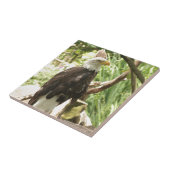 Bald Eagle Tegeltje (Zijkant)