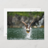 Bald Eagle The Big Catch Briefkaart (Voorkant / Achterkant)