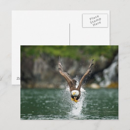 Bald Eagle The Big Catch Briefkaart (Voorkant / Achterkant)