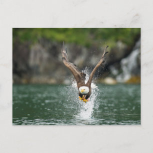 Bald Eagle The Big Catch Briefkaart