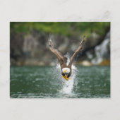 Bald Eagle The Big Catch Briefkaart (Voorkant)
