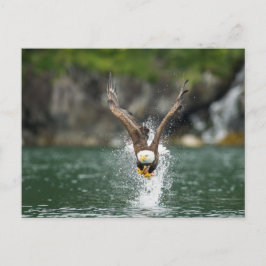 Bald Eagle The Big Catch Briefkaart
