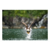 Bald Eagle The Big Catch Foto Afdruk (Voorkant)