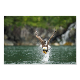 Bald Eagle The Big Catch Foto Afdruk