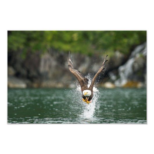Bald Eagle The Big Catch Foto Afdruk (Voorkant)