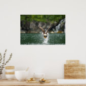 Bald Eagle The Big Catch Poster (Keuken)