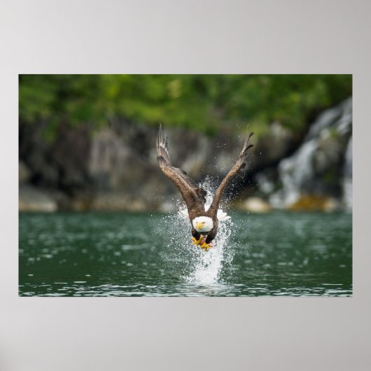 Bald Eagle The Big Catch Poster (Voorkant)